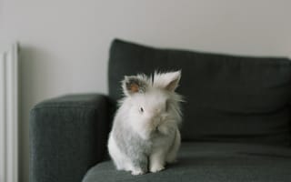 Картинка Животные, Пушистый, Питомец, Животное, Кролик, Серый