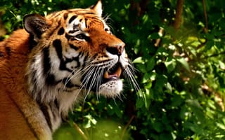 Картинка Животные, Хищник, Большая Кошка, Тигр