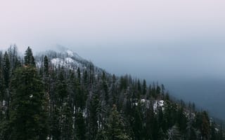 Картинка Природа, Деревья, Гора, Туман, Вершина, Лес, Снег