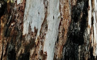 Картинка Деревянный, Дерево, Кора, Рельеф, Текстуры, Текстура