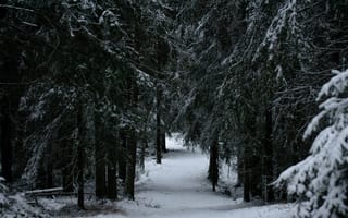 Картинка Зима, Природа, Деревья, Лес, Снег, Ветки