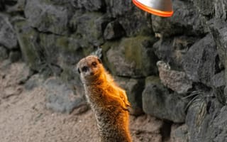 Картинка Животные, Забавный, Зверек, Лампа, Сурикат