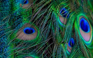 Картинка Перья, Макро, Павлин, Красивый, Узор