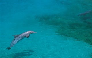Картинка Животные, Плавать, Мелководье, Дельфин