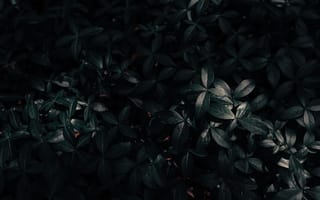 Картинка Природа, Листья, Темный, Растение