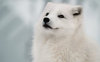 Картинка Животные, Морда, Песец, Белый, Лиса