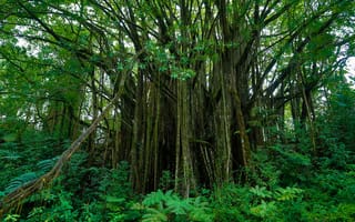 Обои Природа, Деревья, Ботанический Сад, Гавайи