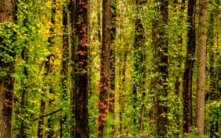 Картинка Природа, Деревья, Плющ, Лес, Осень