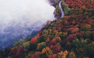 Картинка Природа, Деревья, Осень, Туман, Дорога