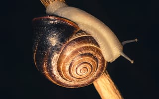 Картинка Макро, Улитка, Моллюск, Панцирь
