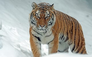 Картинка Большая Кошка, Животные, Хищник, Снег, Тигр