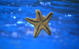 Картинка Природа, Подводный Мир, Морская Звезда, Плавать