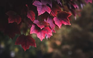 Картинка Природа, Листья, Красный, Растение