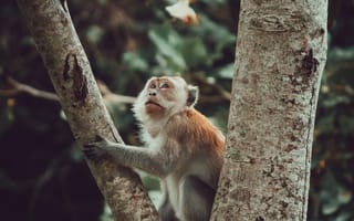 Картинка Животные, Дерево, Обезьяна, Мартышка, Милый, Взгляд