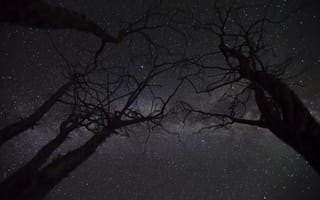 Картинка Деревья, Звезды, Ночь, Звездное Небо, Темные, Ветки