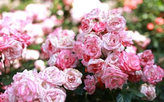 Картинка Цветы, Розы, Цветение, Розовый, Бутоны
