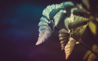 Картинка Листья, Растение, Макро
