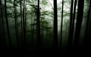 Картинка Природа, Деревья, Туман, Мрак, Лес