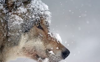 Картинка Волк, Животные, Снег, Морда, Хищник