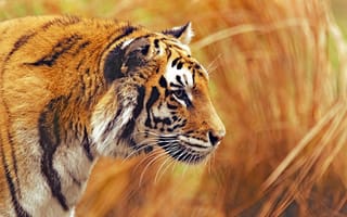 Картинка Животные, Хищник, Дикая Природа, Большая Кошка, Тигр, Полосатый
