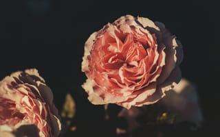 Картинка Цветы, Цветок, Розовый, Лепестки, Роза