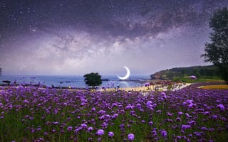 Картинка Пляж, Природа, Млечный Путь, Цветы, Звездное Небо, Луна, Фотошоп