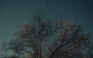 Обои Природа, Звезды, Дерево, Звездное Небо, Ночь