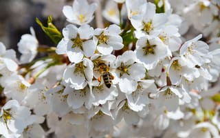 Картинка Макро, Цветение, Пчела, Весна, Опыление