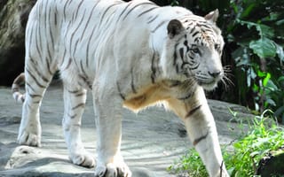 Обои Животные, Хищник, Тигр, Бенгальский Тигр, Большая Кошка