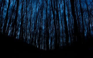 Картинка Деревья, Ночь, Темные, Темный, Лес