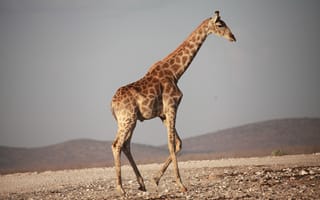 Картинка Животные, Прогулка, Африка, Жираф