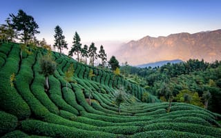 Картинка Природа, Деревья, Тайвань, Чайное Поле, Урожай
