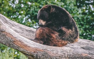 Картинка Животные, Медведь, Бурый Медведь, Сон, Хищник