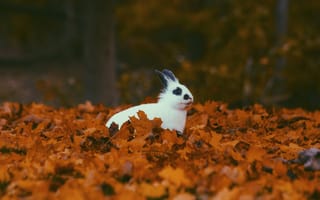 Картинка Животные, Осень, Кролик, Листва