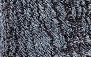 Картинка Дерево, Узор, Текстуры, Текстура, Кора