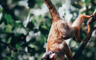 Картинка Животные, Ветки, Обезьяна, Лазать, Паукообразная Обезьяна