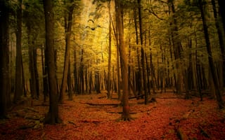 Картинка Пейзаж, Природа, Осень, Лес
