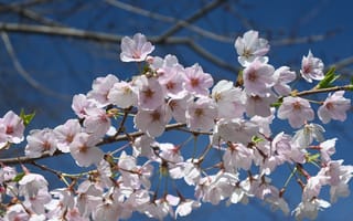 Картинка Цветы, Сакура, Весна, Лепестки, Ветка