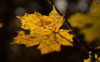 Картинка Природа, Осень, Клен, Лист
