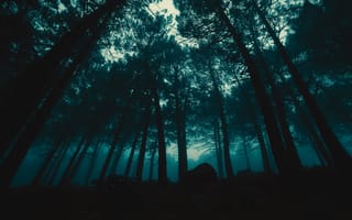 Картинка Темные, Деревья, Лес, Туман, Вечер