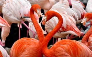 Картинка Фламинго, Птицы, Перья, Животные, Красочный