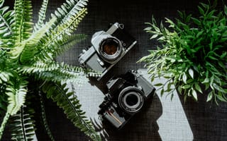 Картинка Растения, Объективы, Фотоаппараты, Черный, Технологии