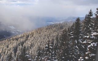 Картинка Природа, Деревья, Вершина, Снег