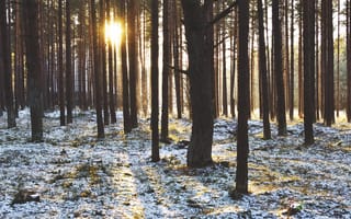 Картинка Зима, Природа, Солнце, Лучи, Закат, Деревья, Лес