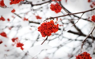 Картинка Зима, Природа, Ягоды, Рябина, Снег