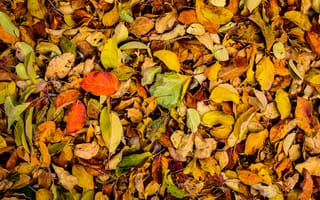 Картинка Природа, Осень, Сухой, Листья, Опавший