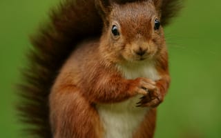 Картинка Животные, Пушистый, Грызун, Забавный, Белка