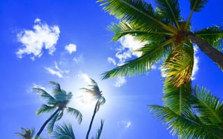Картинка Пальмы, Природа, Алоха, Гавайи, Тропики, Небо