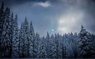 Картинка Зима, Природа, Ели, Лес, Снег