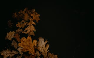 Картинка Осень, Листья, Опавшая Листва, Лужа, Макро, Коричневый